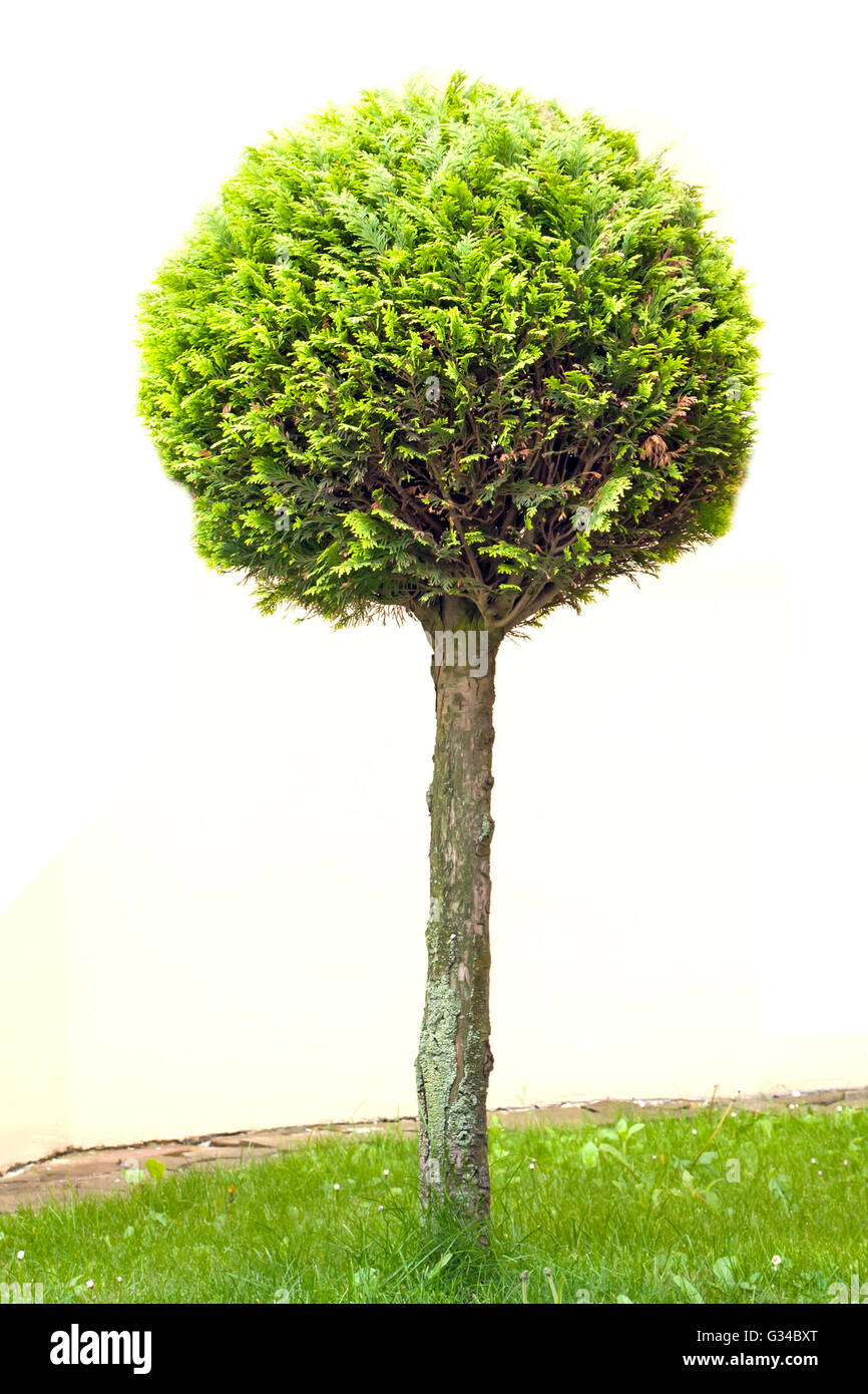 tree thuja isolated on white Stock Photo