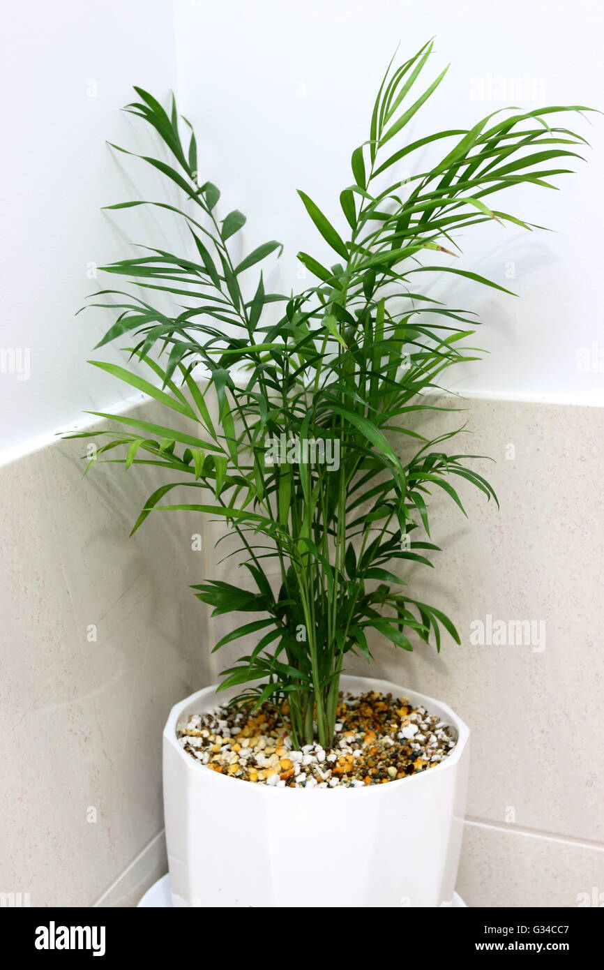 Indoor plant Neanthe bella or also known as Parlour Palm growing in perlite and vermiculite mix Stock Photo