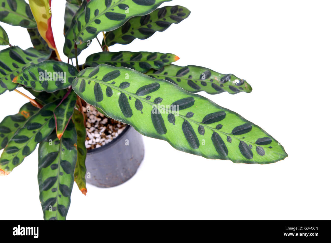Calathea insignis or Calathea lancifolia or also known as Rattlesnake