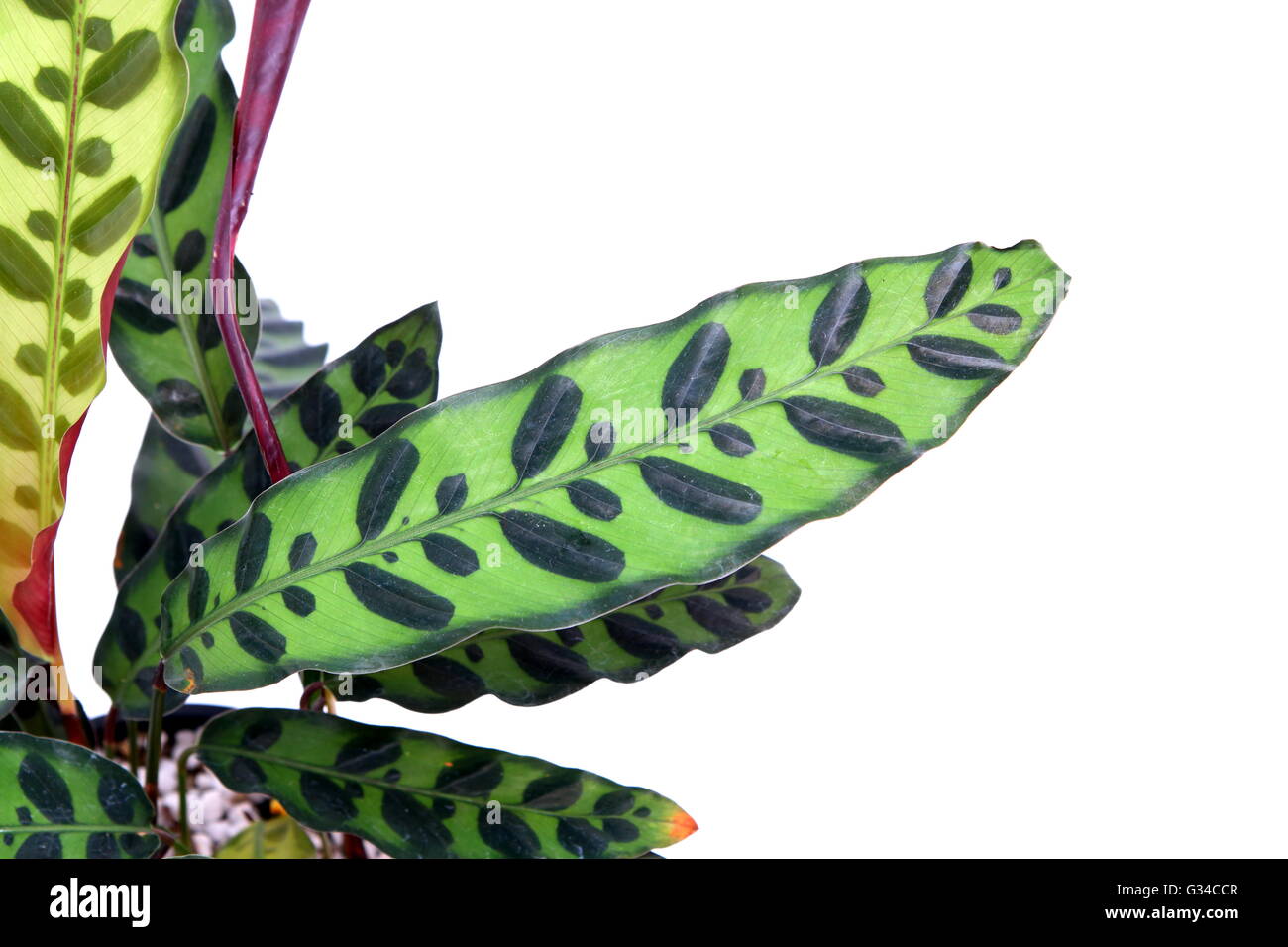 Calathea insignis, Calathea lancifolia also known as Rattlesnake Plant