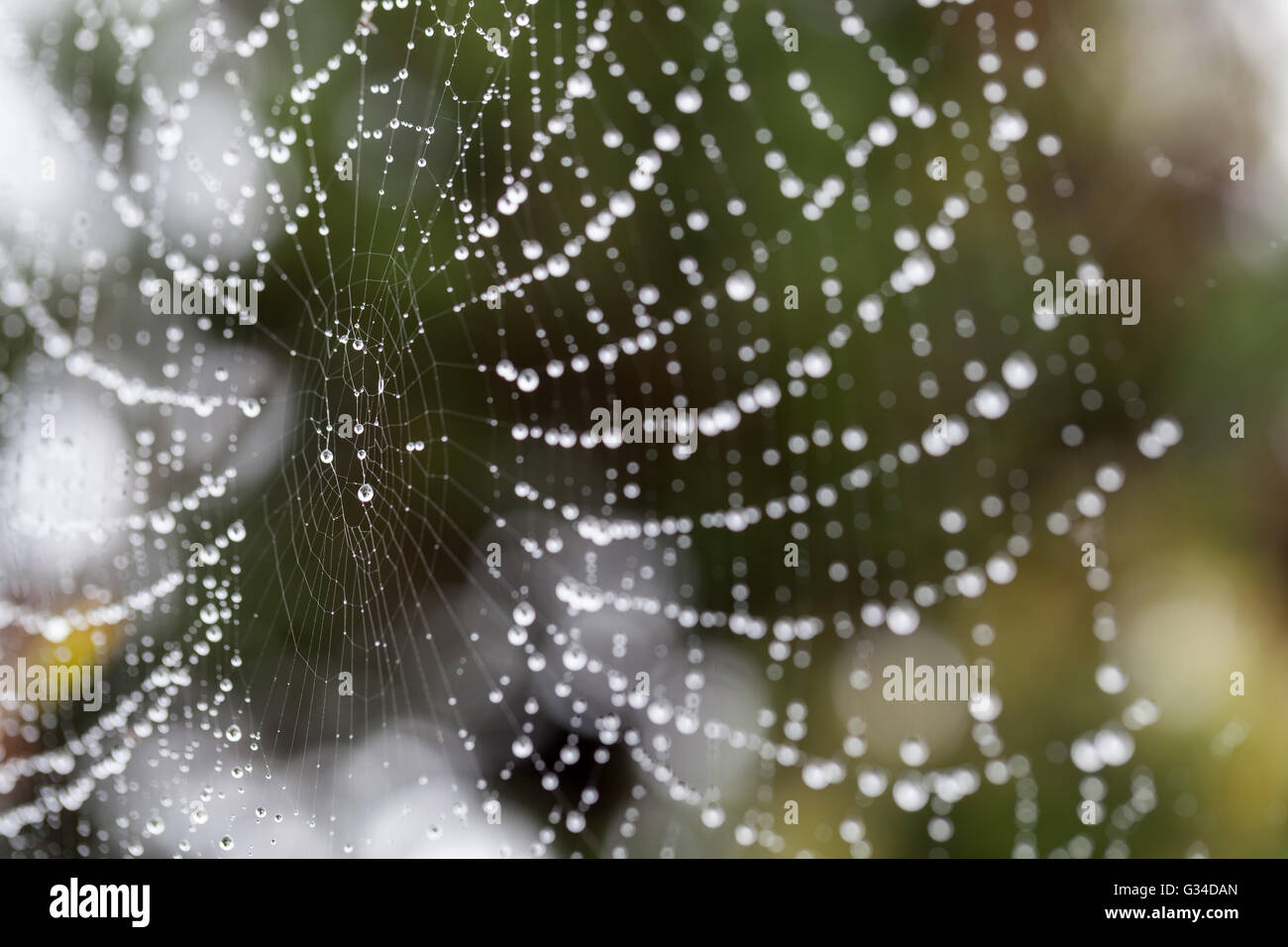 spider web wet with dew drops Stock Photo