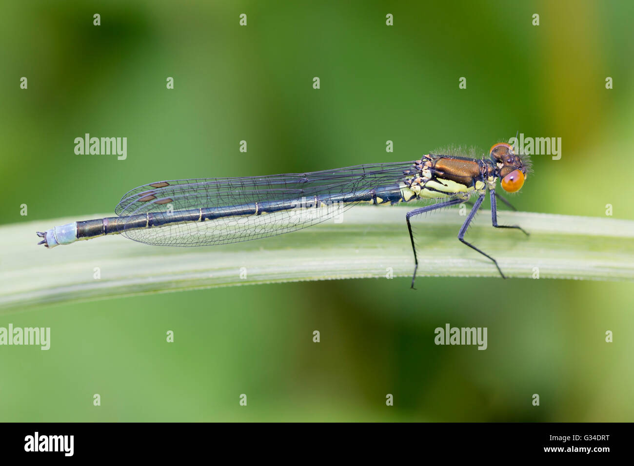 Red-eyed Damselfly - Erythromma najas | Immature male Stock Photo