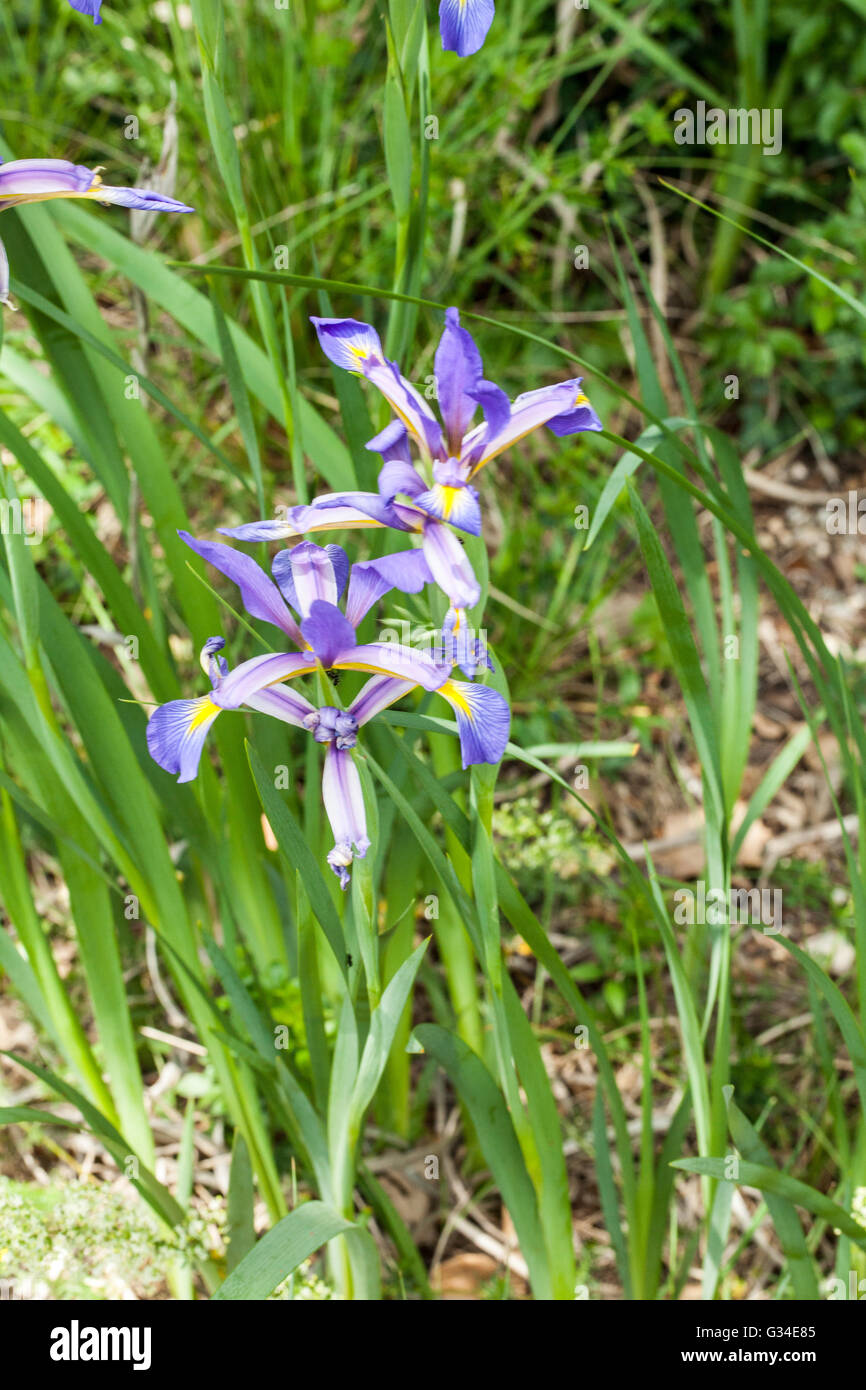 Iris spuria Stock Photo