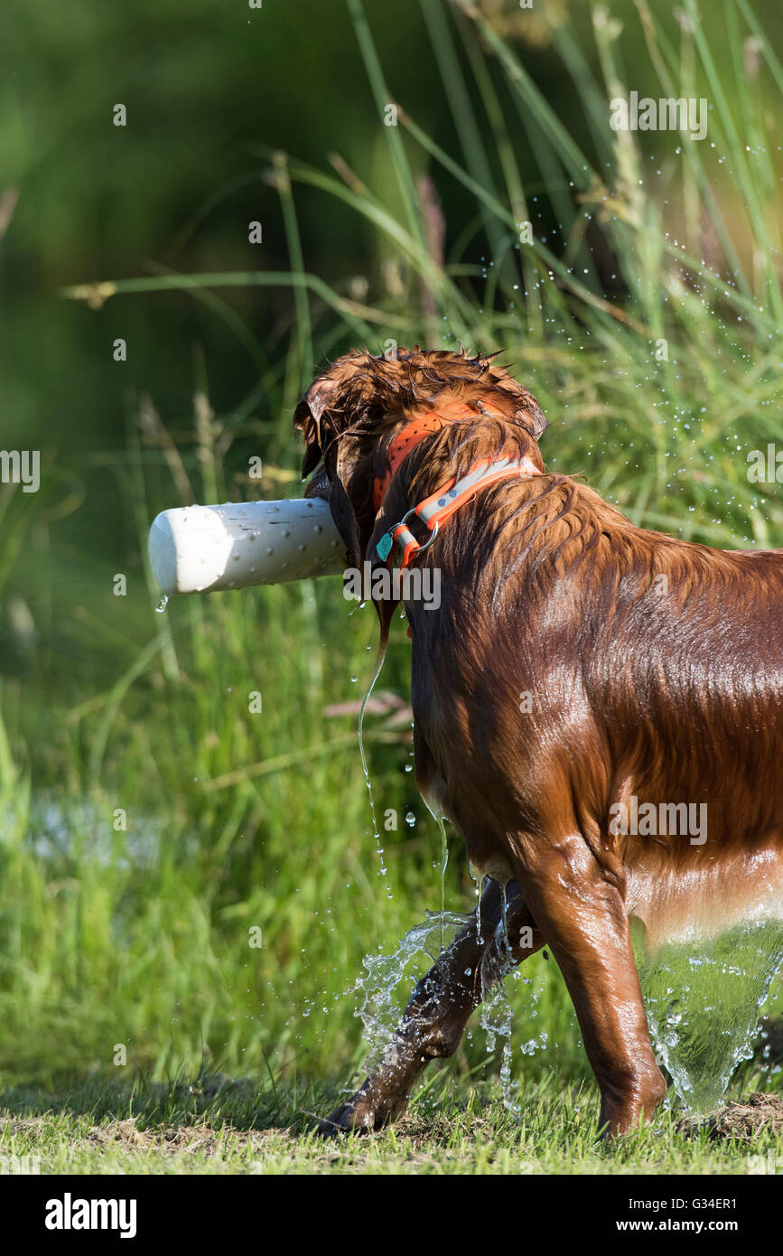 A Golden Retriever retrieving a training bumper Stock Photo Alamy