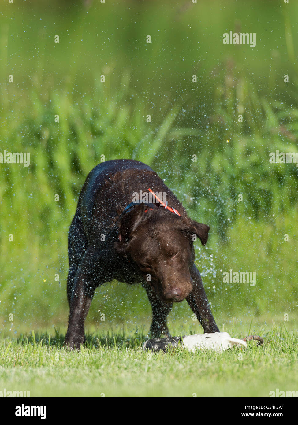 A Chocolate lab training for duck hunting Stock Photo - Alamy