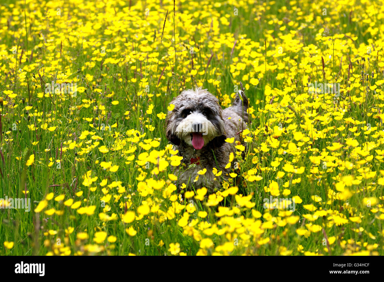 Cockapoo in yellow field hi-res stock photography and images - Alamy