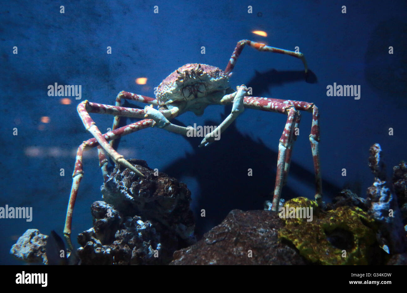 giant spider crab octonauts