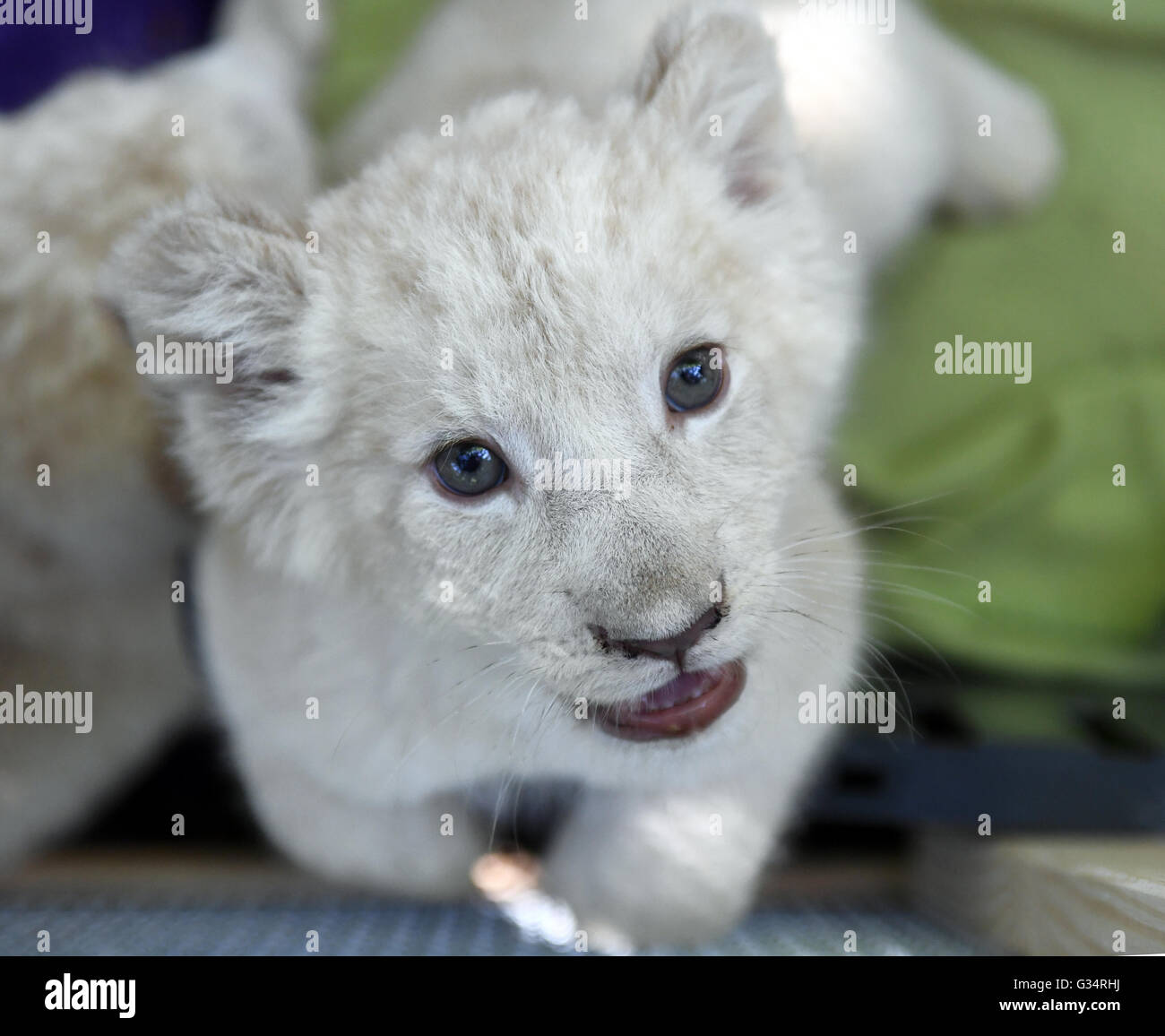 African lions cubs germany hi-res stock photography and images - Alamy