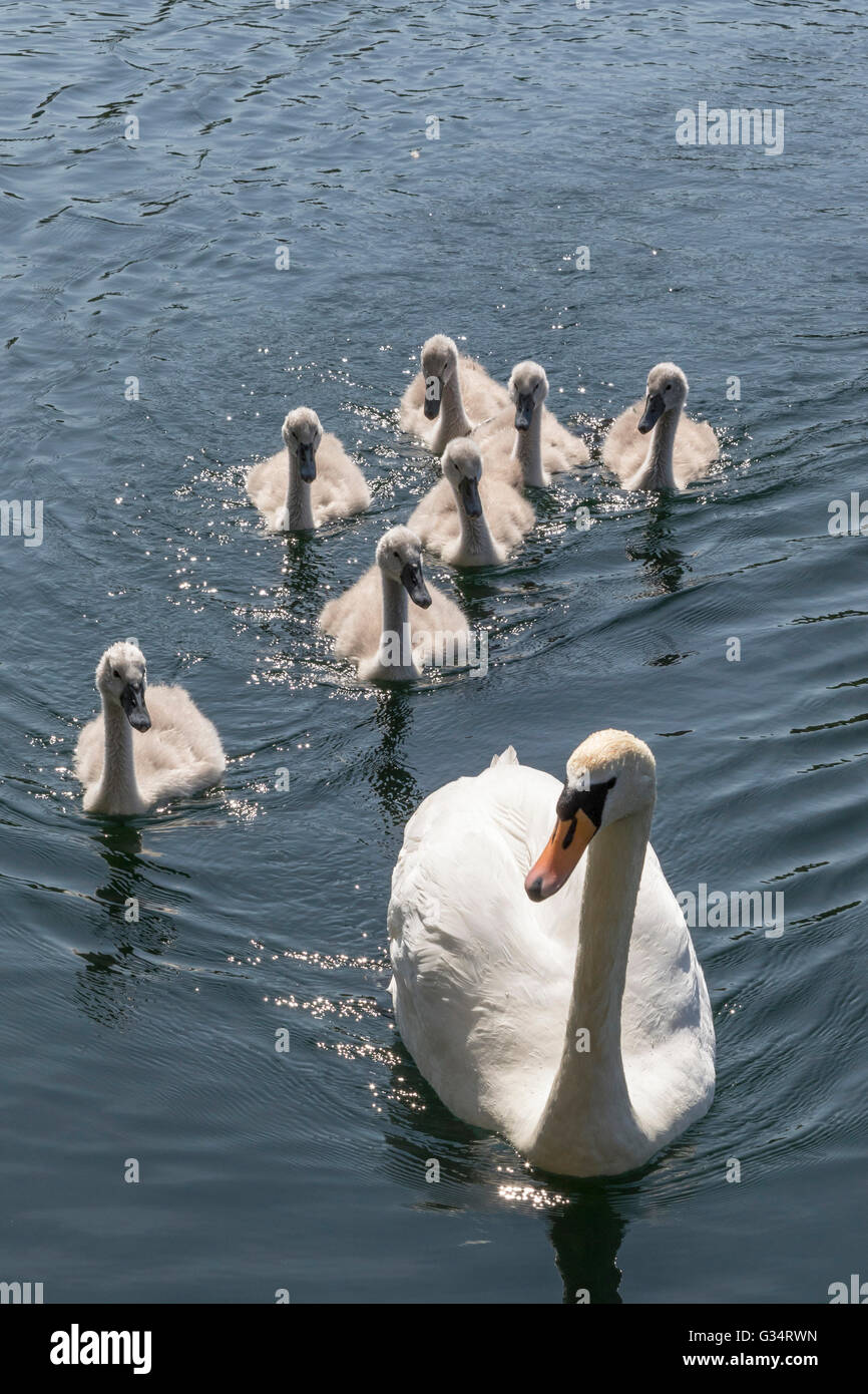 Seven swans a swimming hi-res stock photography and images - Alamy