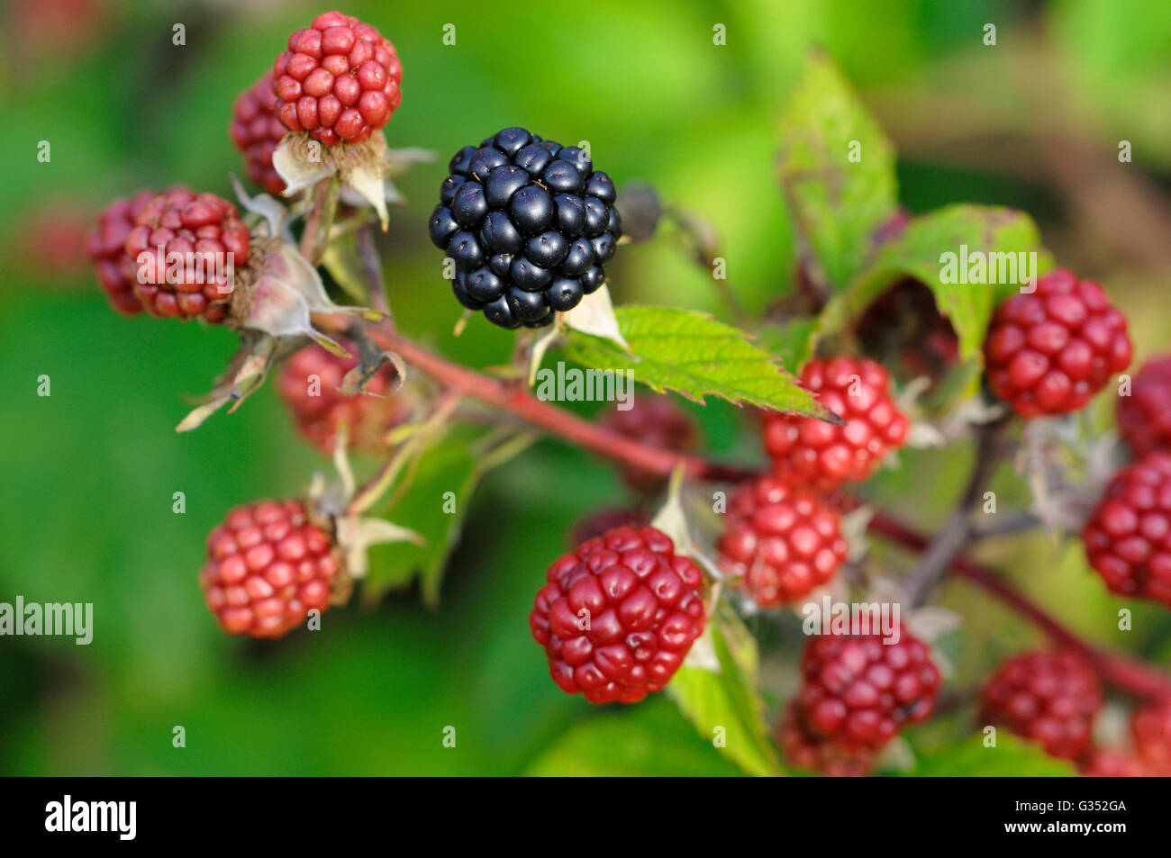 Blackberry (Rubus sectio Rubus), fruits of varied ripeness, North Rhine-Westphalia, Germany Stock Photo