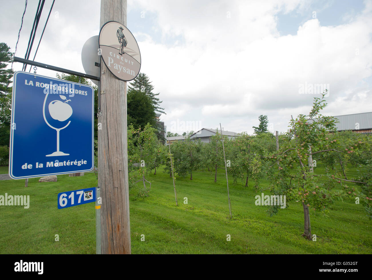 Apple trees are shown at an orchard on the Cider Trail in the Monteregie region south of Montreal, Sunday, July 26, 2015. photo Stock Photo