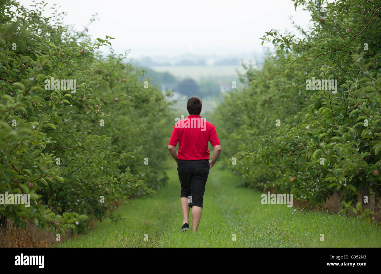 A man walks by Apple trees at an orchard on the Cider Trail in the Monteregie region south of Montreal, Sunday, July 26, 2015. Stock Photo
