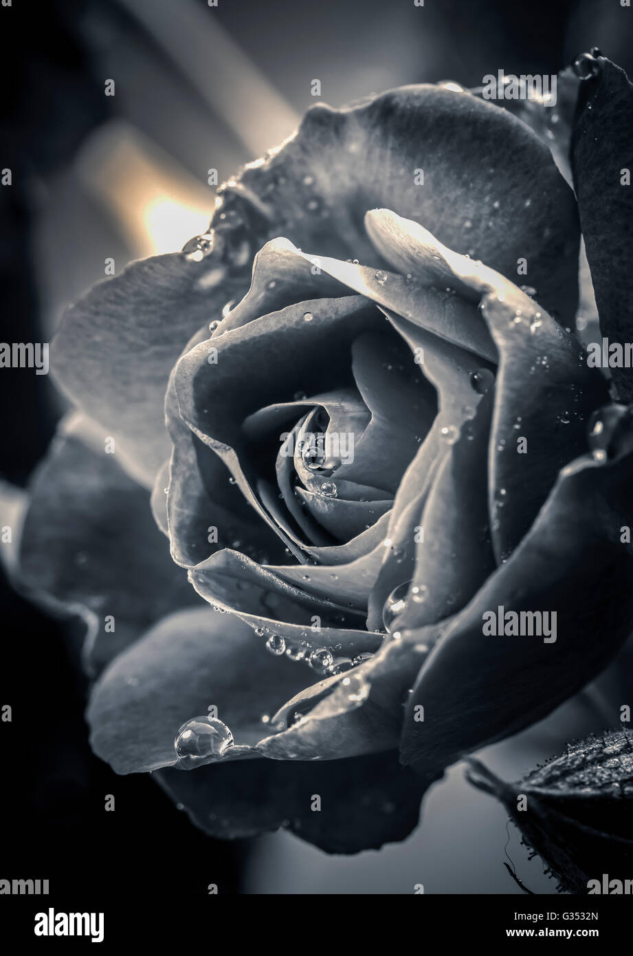 A Fine Art Black And White Image Of A Water Drop Covered