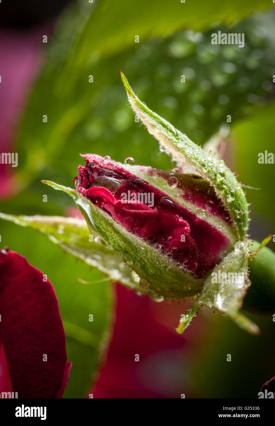 Water drop covered rose bud Stock Photo Alamy