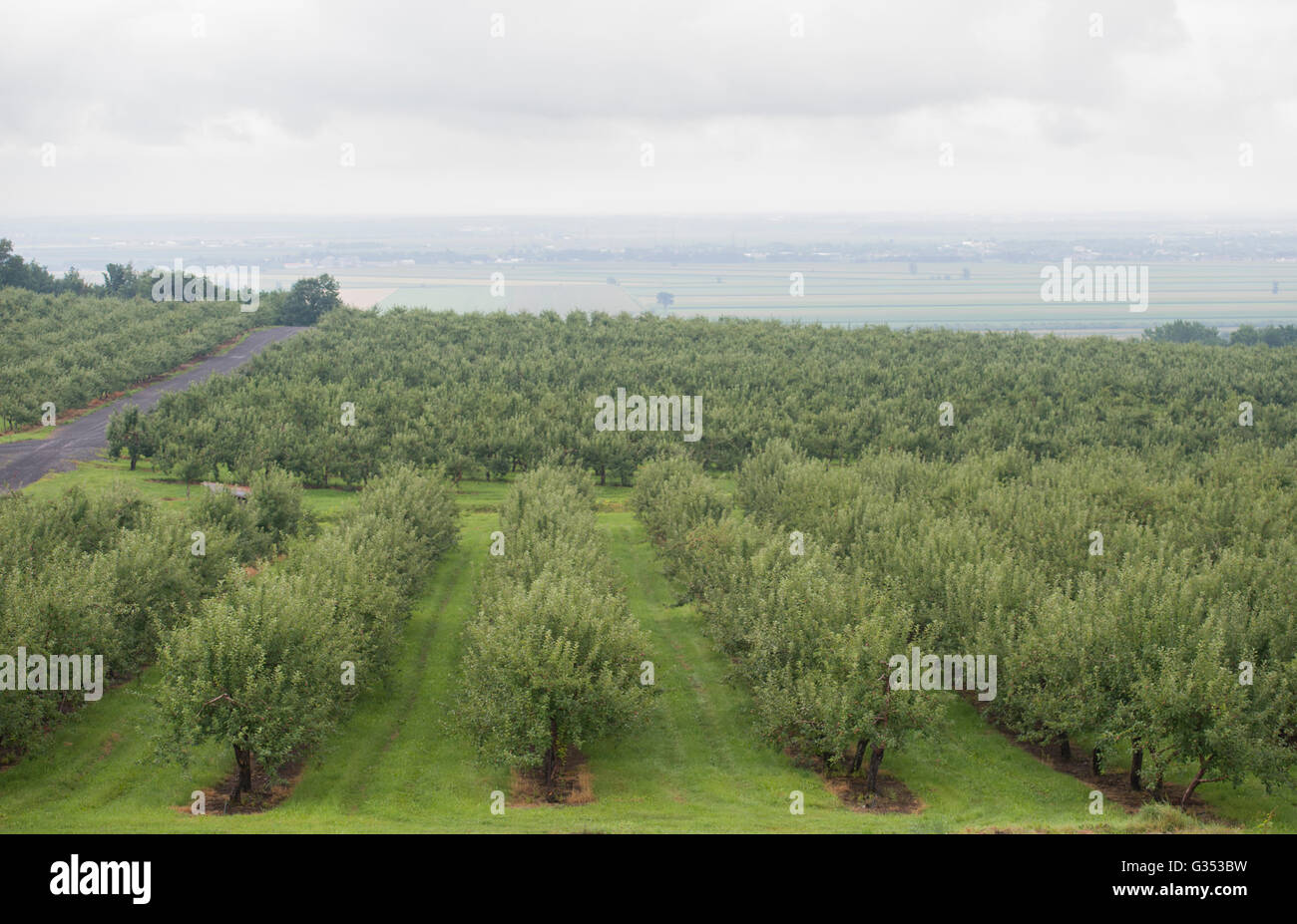 Apple trees are shown at an orchard on the Cider Trail south of Montreal, Sunday, July 26, 2015. photo Graham Hughes/Freelance Stock Photo