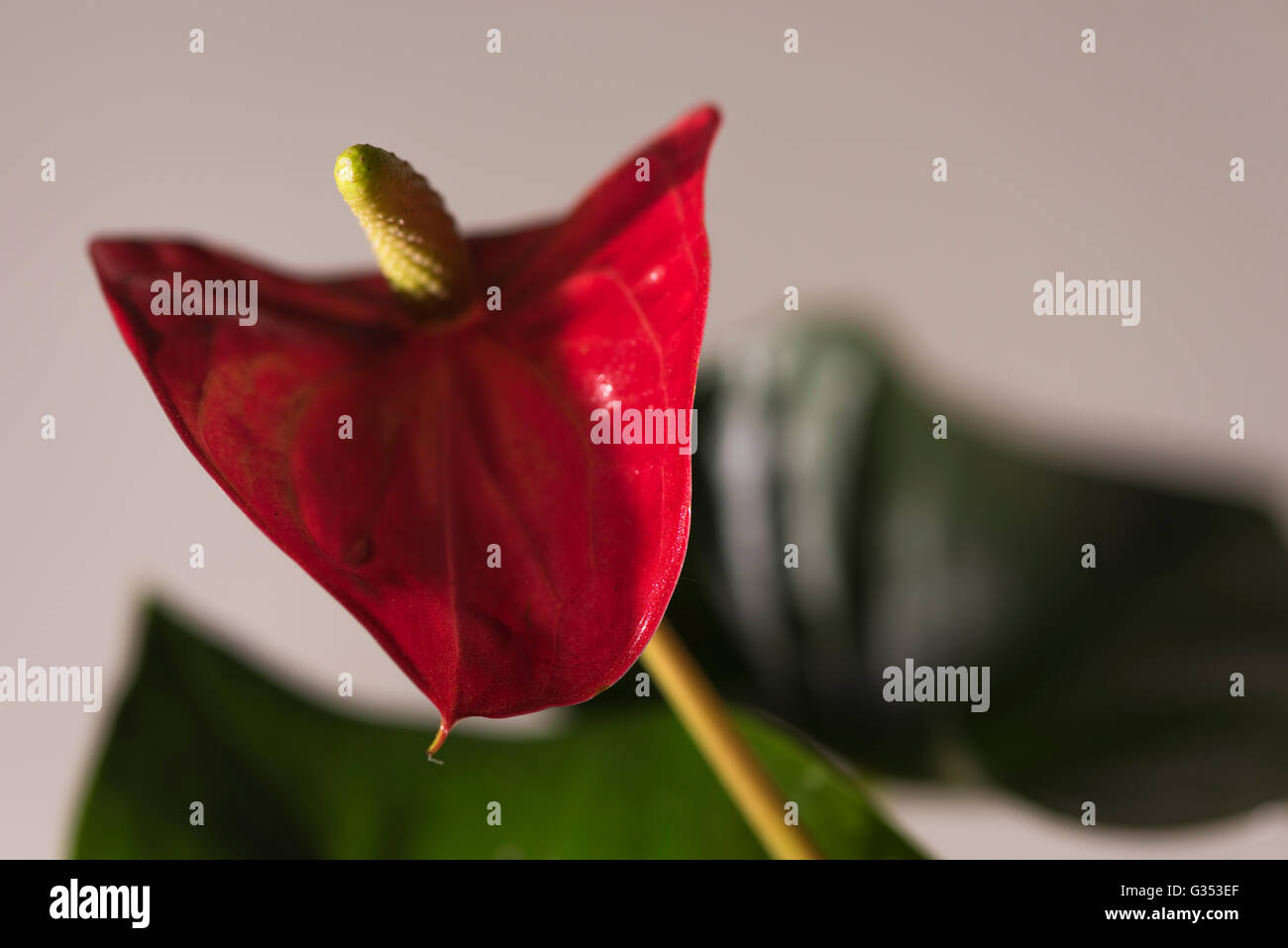 Anthurium andreanum, tipical house plant Stock Photo Alamy