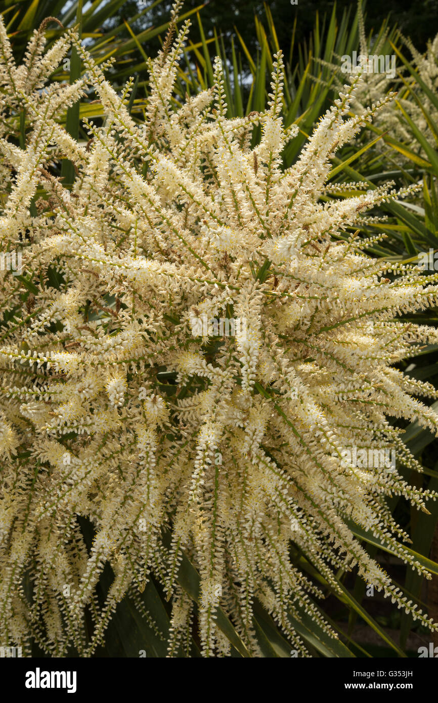 Cordyline australis flowers, commonly known as the cabbage tree