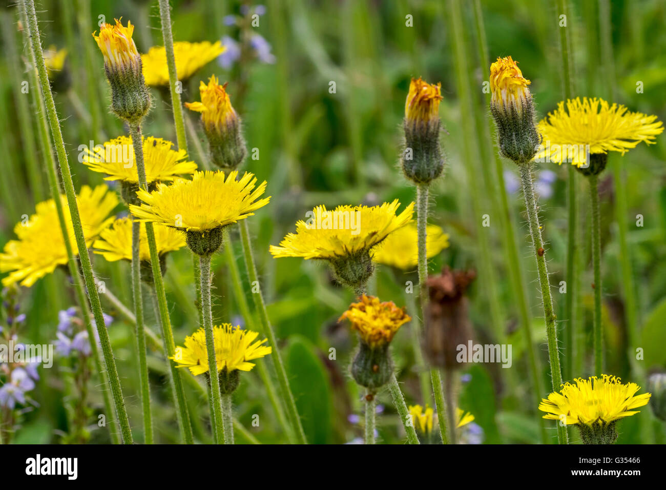 Mouse-ear hawkweed (Hieracium pilosella / Pilosella officinarum) in flower Stock Photo
