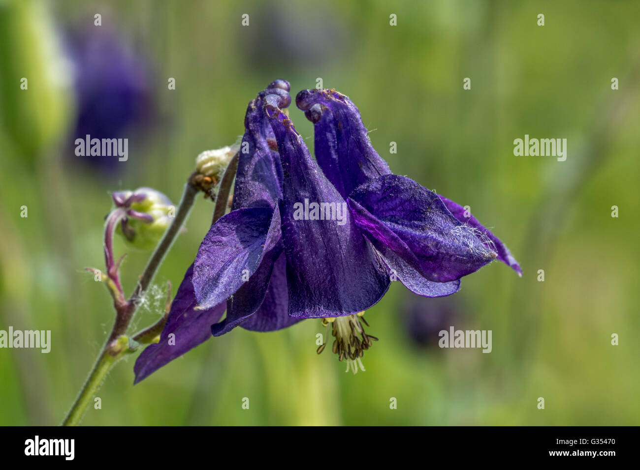 European columbine / Common columbine / Granny's nightcap / Granny's bonnet (Aquilegia vulgaris) in flower Stock Photo