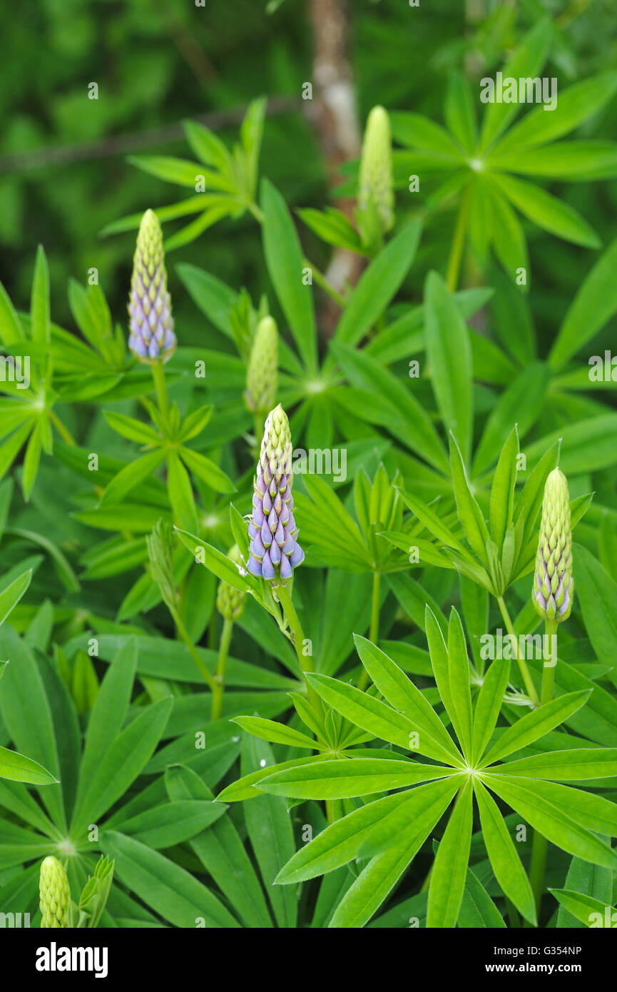 Lupine flowers in lights of sun. Stock Photo