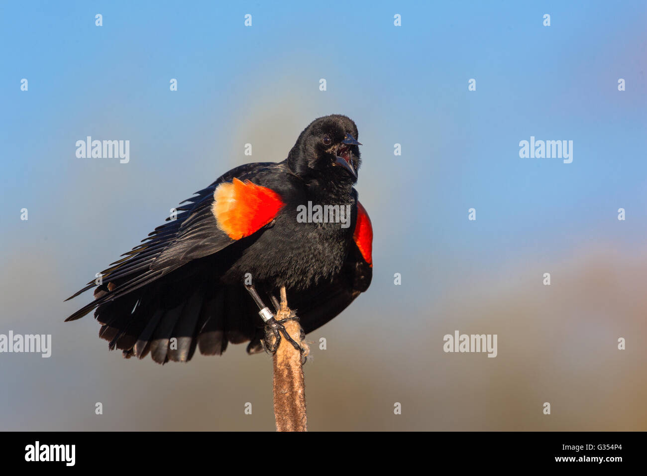 Red-winged blackbird - male Stock Photo