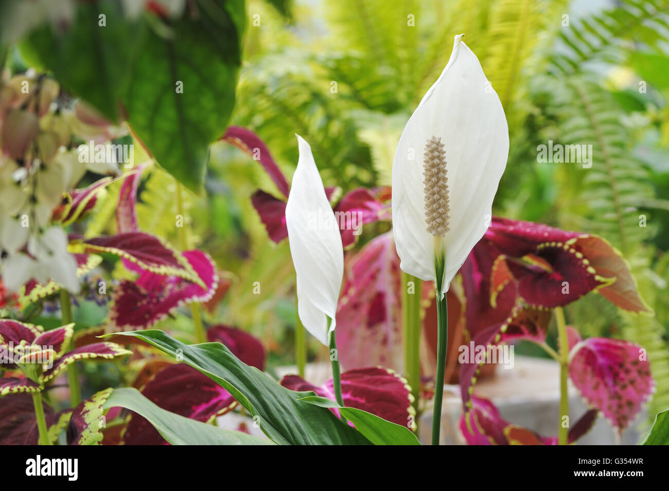Peace lily flower hires stock photography and images Alamy