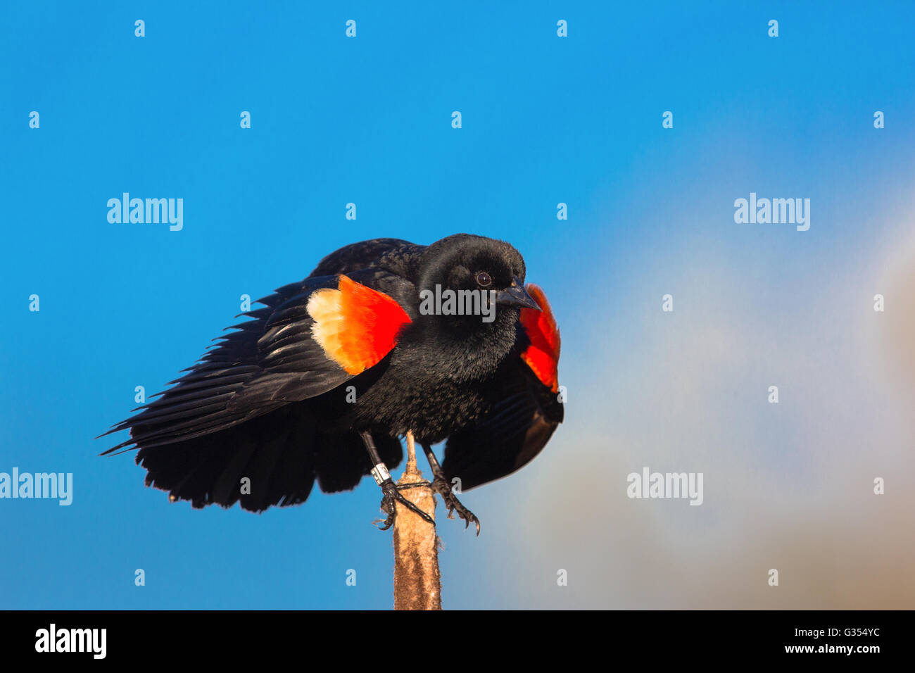 Red-winged blackbird - male Stock Photo