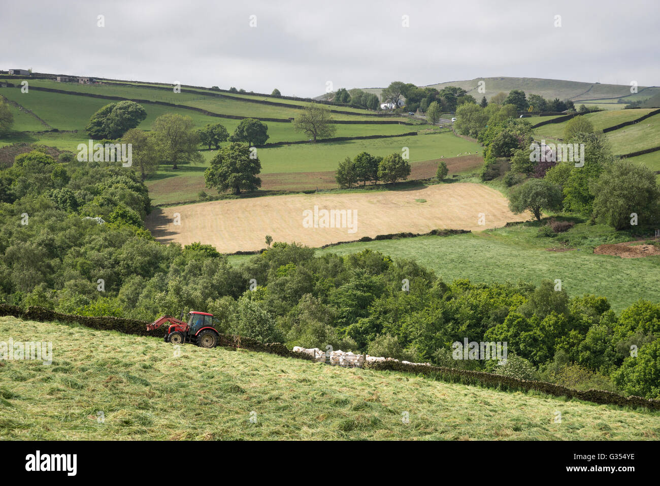 A red tractor turning grass to dry in a summer hay meadow in the English countryside. Stock Photo