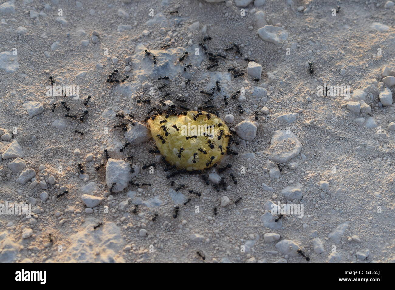 High angle view of colony of ants swarming over potato crisp snack food Stock Photo Alamy
