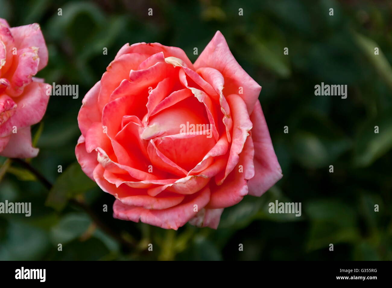 Emmarentia Botanical Garden Rose flowers, Johannesburg South Africa