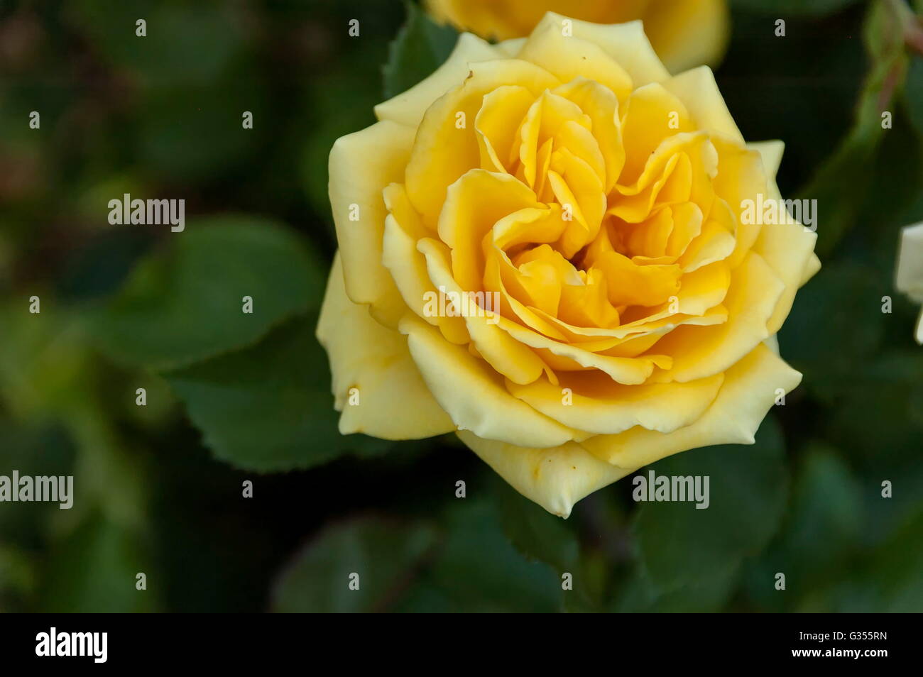 Emmarentia Botanical Garden Rose flowers, Johannesburg South Africa