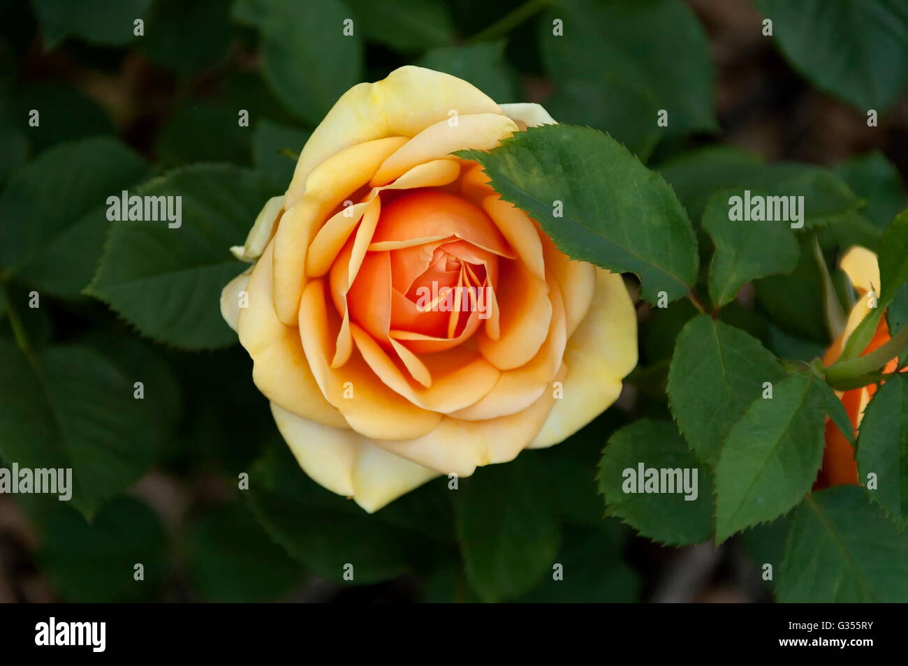 Emmarentia Botanical Garden Rose flowers, Johannesburg South Africa