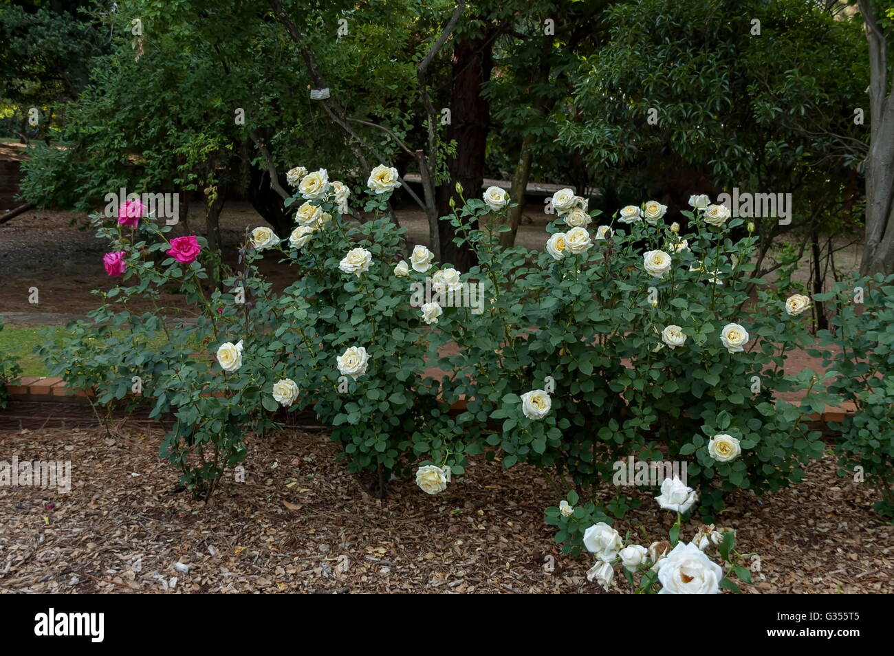 Emmarentia Botanical Garden Rose flowers, Johannesburg South Africa Stock Photo Alamy