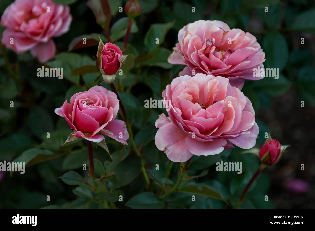 Emmarentia Botanical Garden Rose flowers, Johannesburg South Africa Stock Photo Alamy