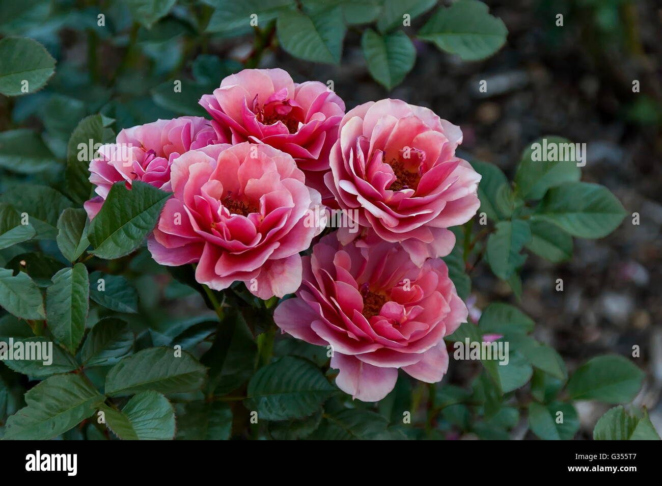 Emmarentia Botanical Garden Rose flowers, Johannesburg South Africa Stock Photo Alamy