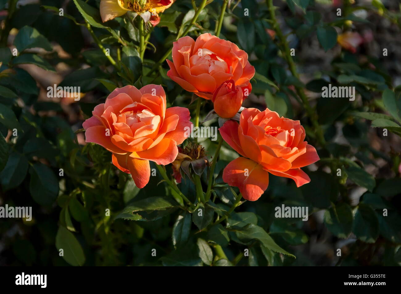 Walter Rose High Resolution Stock Photography and Images   Alamy