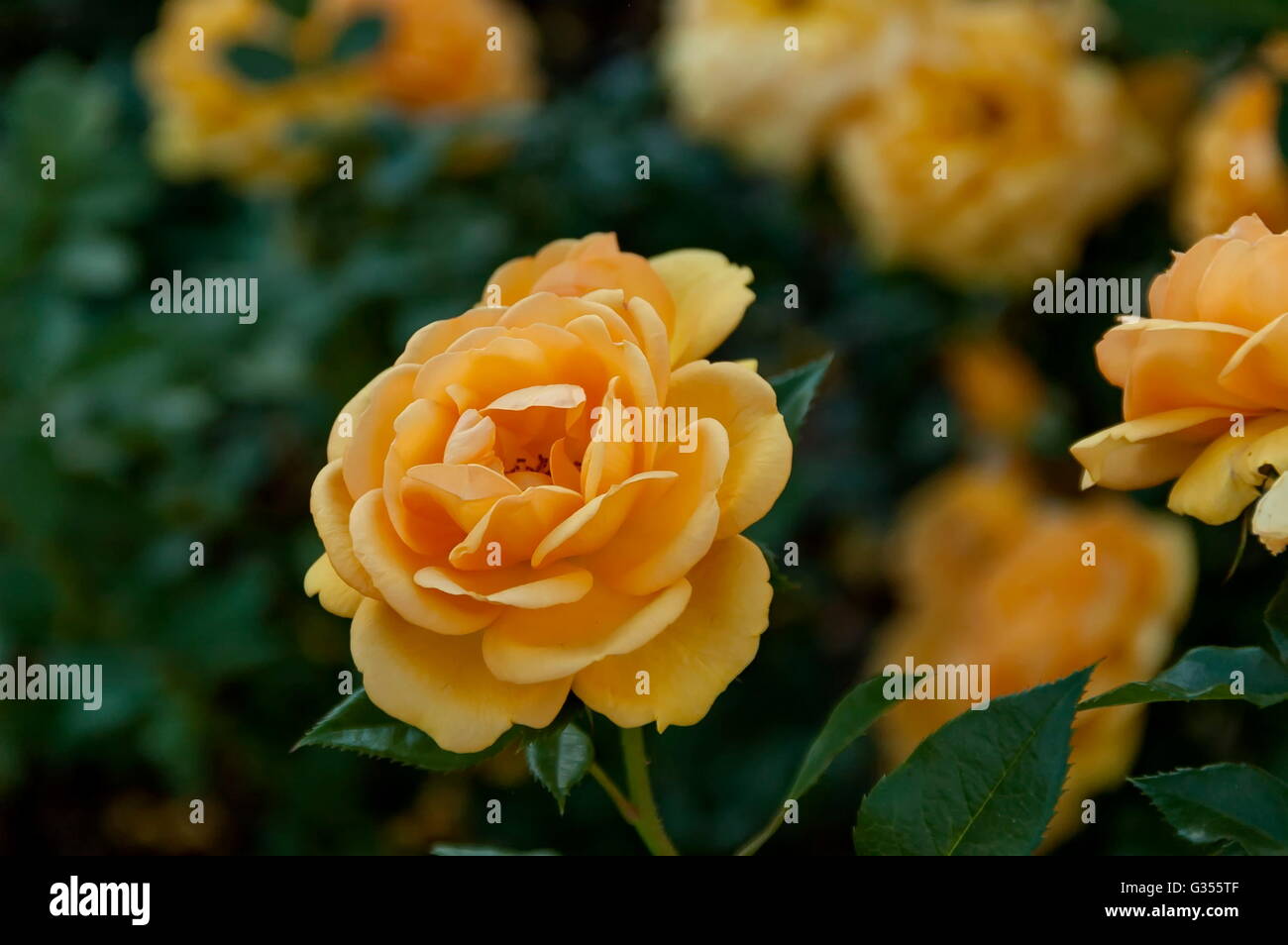 Emmarentia Botanical Garden Rose flowers, Johannesburg South Africa