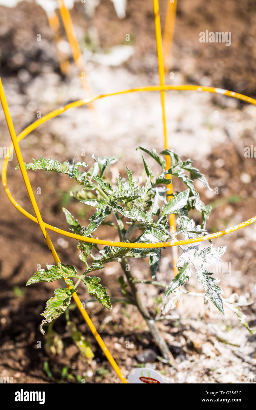 Protect from bugs hires stock photography and images Alamy