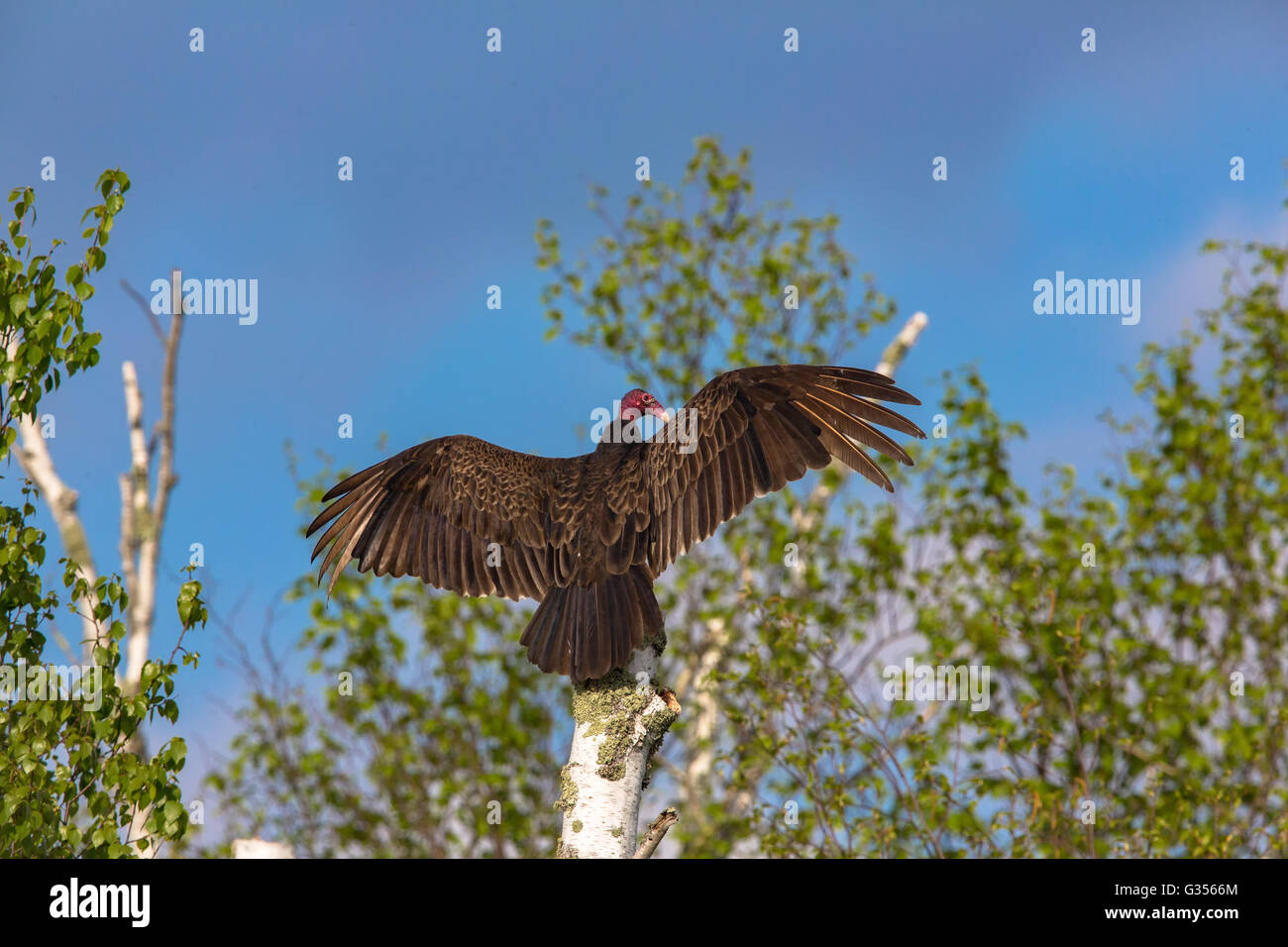 Sunning vulture hires stock photography and images Alamy