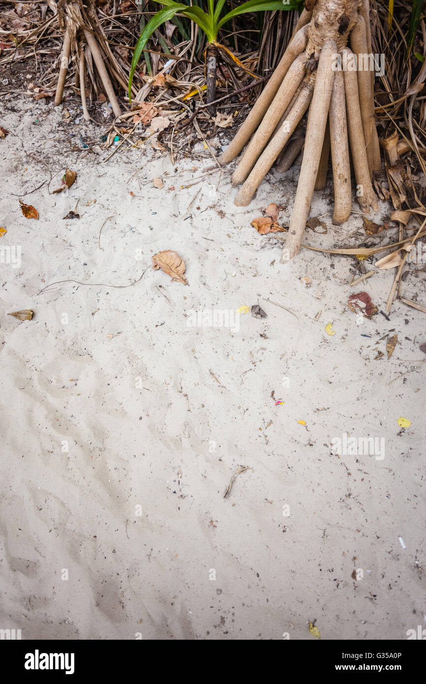 Pandanuses Roots Pandanus odorifer plant hi-res stock photography and images - Alamy