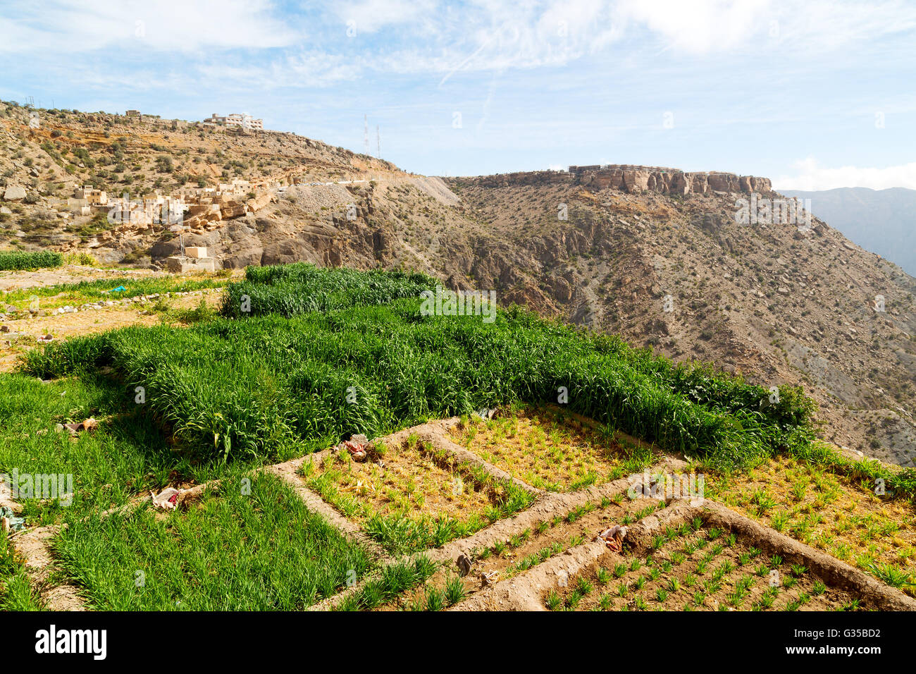 Oman Country Rice nature and color in oman the cultivation of rice plant hill Stock Photo ...