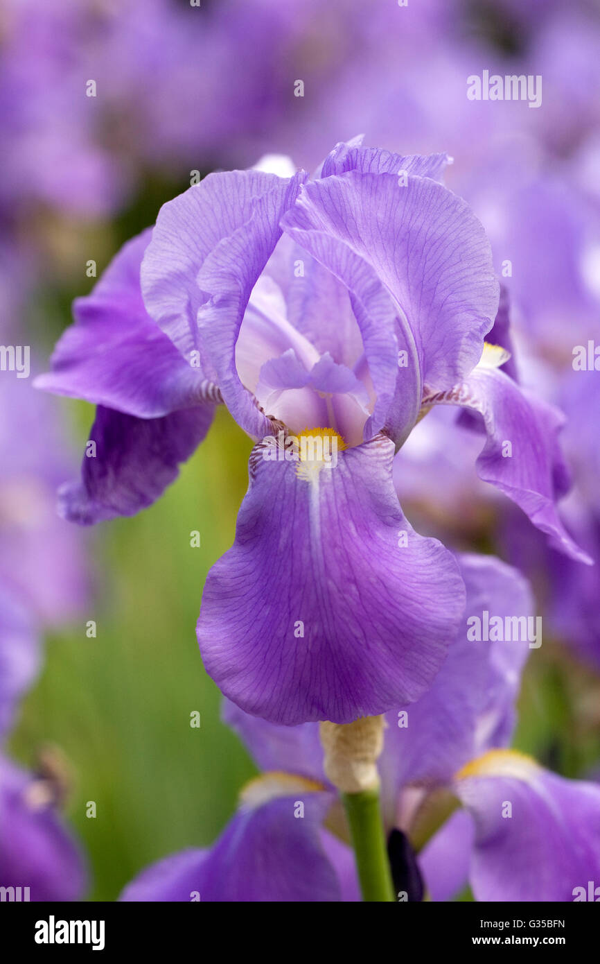Violet blue bearded iris. Stock Photo