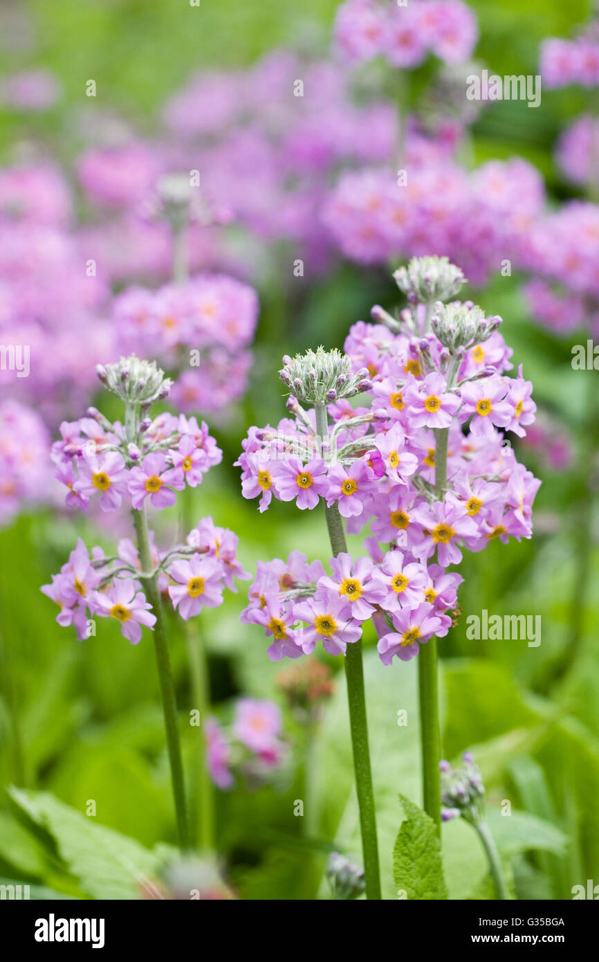 Candelabra primulas primula hires stock photography and images Alamy