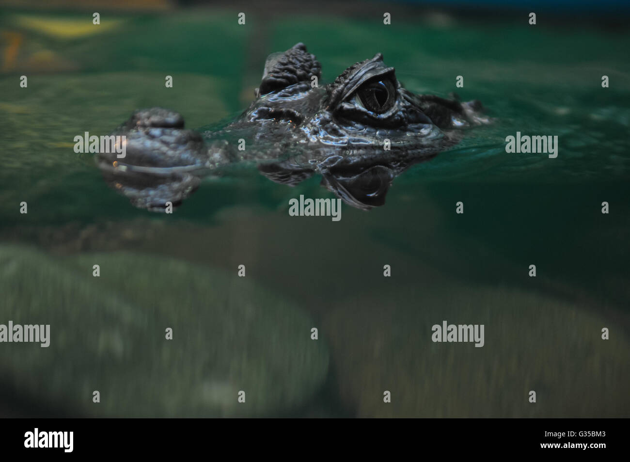Crocodile eyes above the water Stock Photo