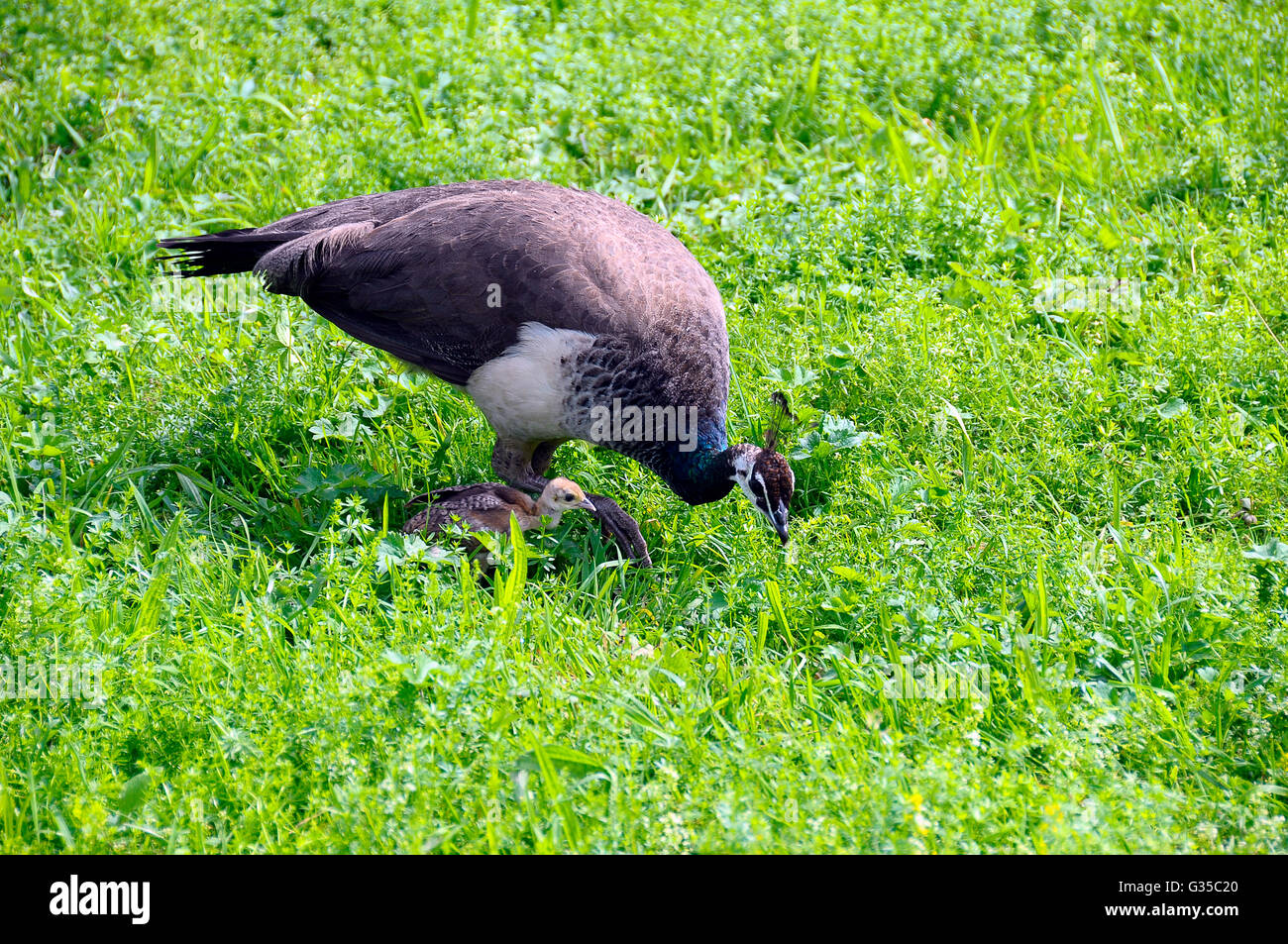 Peacock and its baby walking in grass Stock Photo