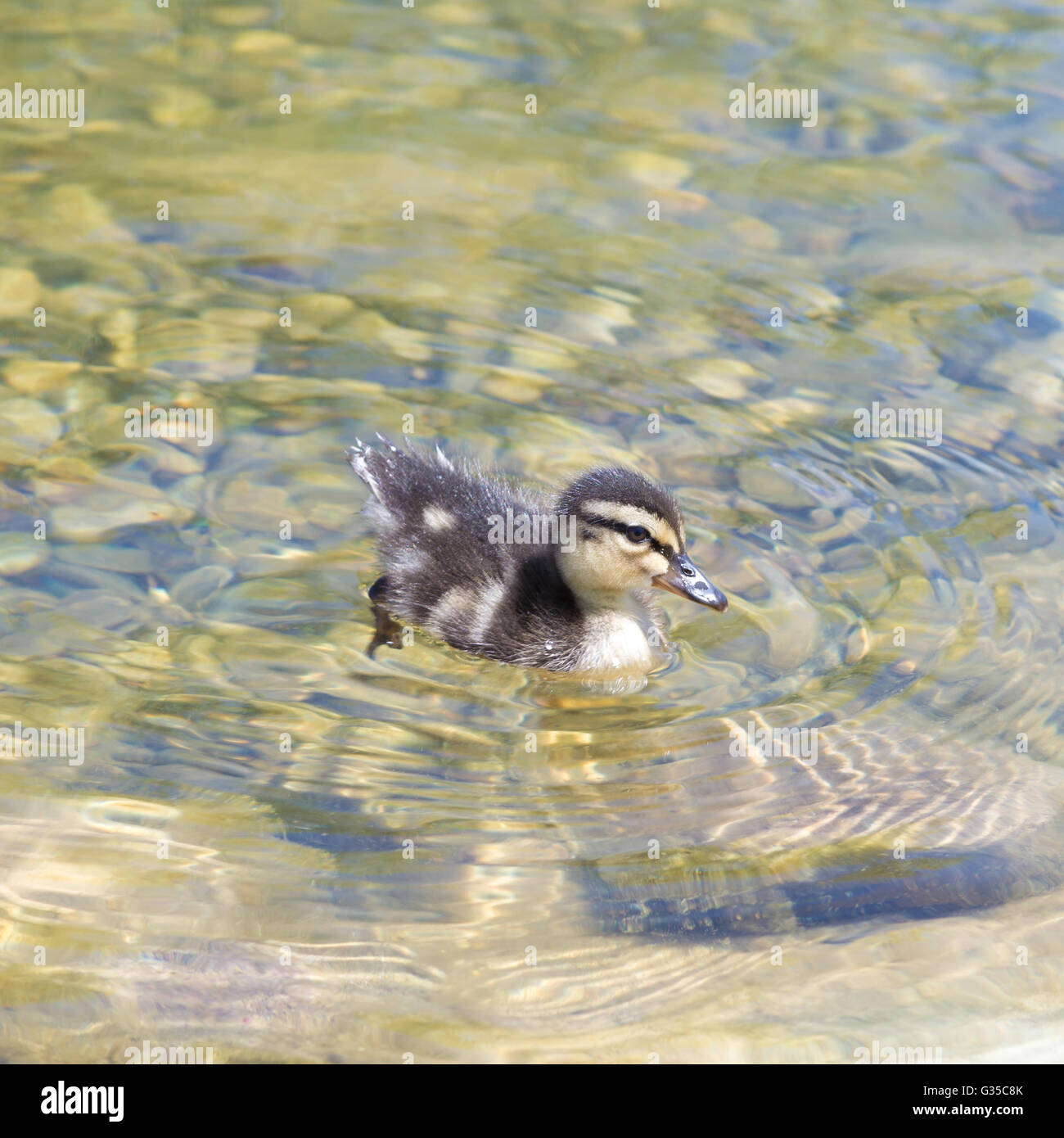 Duckling in the pond Stock Photo