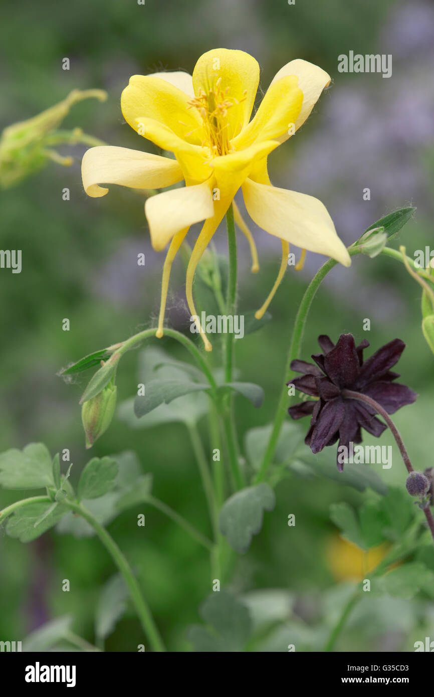 Aquilegia, yellow flower and stem with leaves, Aquilegia chrysantha Stock Photo