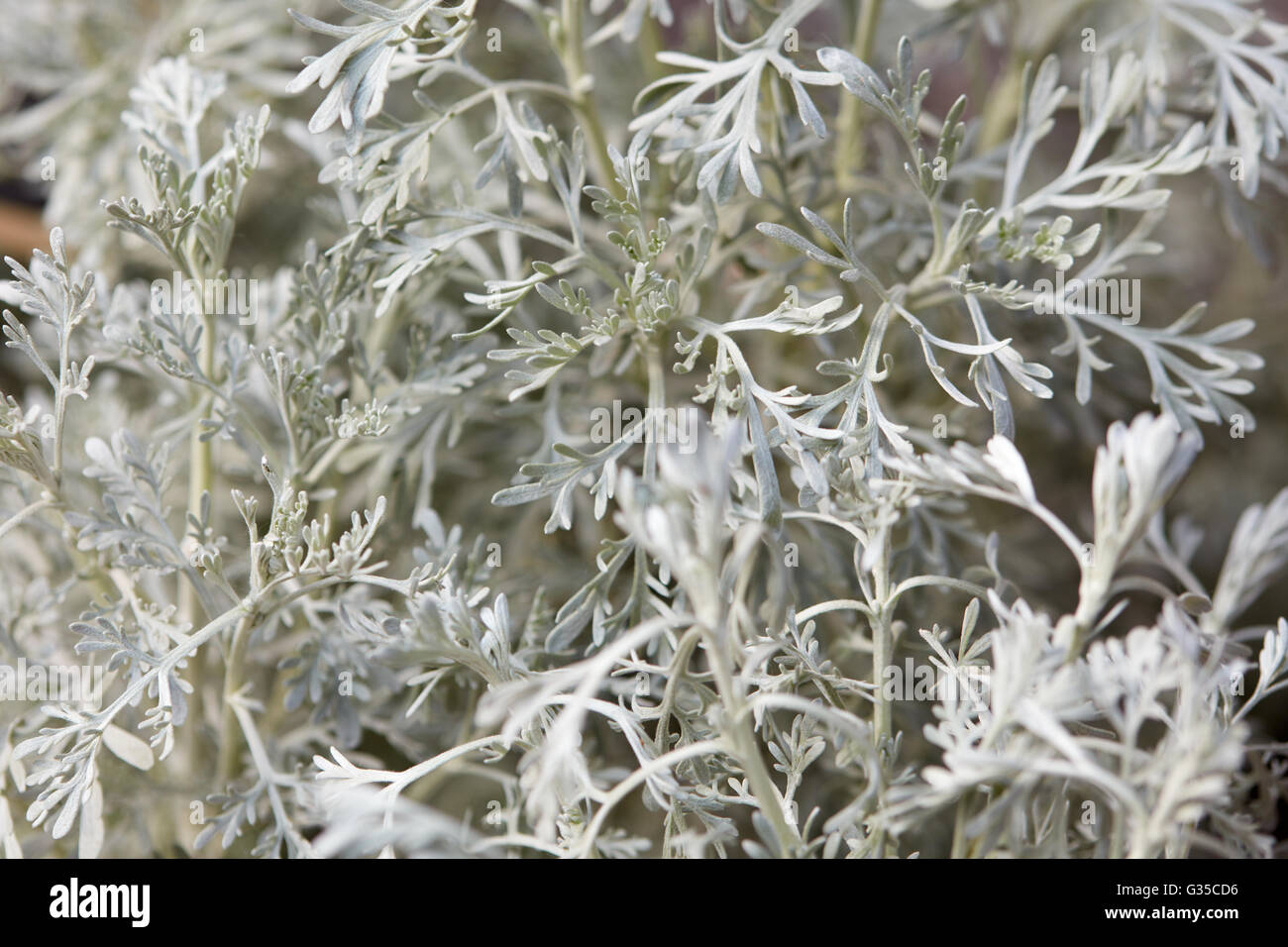 Wormwood, Artemisia ‘Parfum d’ Ethiopia’ leaves background Stock Photo