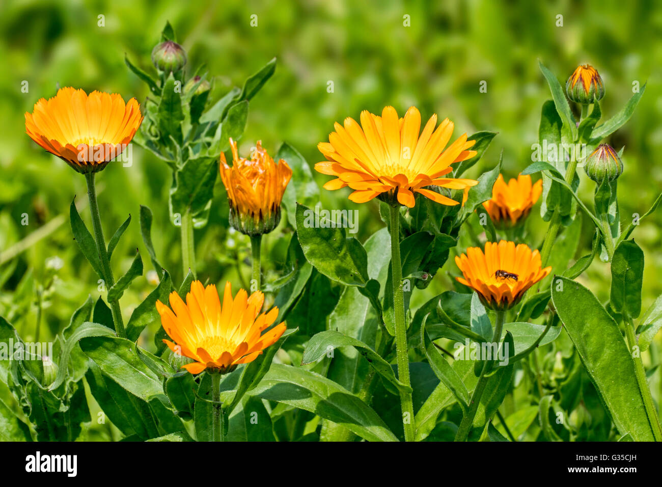 Pot marigold / ruddles / common marigold / garden marigold (Calendula officinalis) in flower Stock Photo