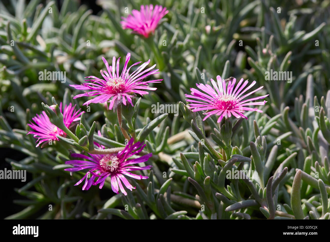 Delosperma cooperi, trailing iceplant pink flowers and leaves Stock Photo